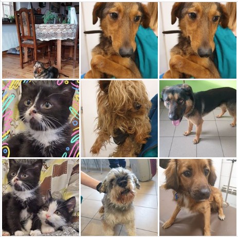 Facebook Fotoalbum